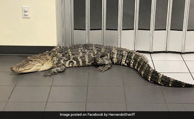 सुबह-सुबह ऑफिस पहुंचा कर्मचारी, तो दरवाजे पर दिखा एक विशालकाय मगरमच्छ, फिर हुआ कुछ ऐसा...