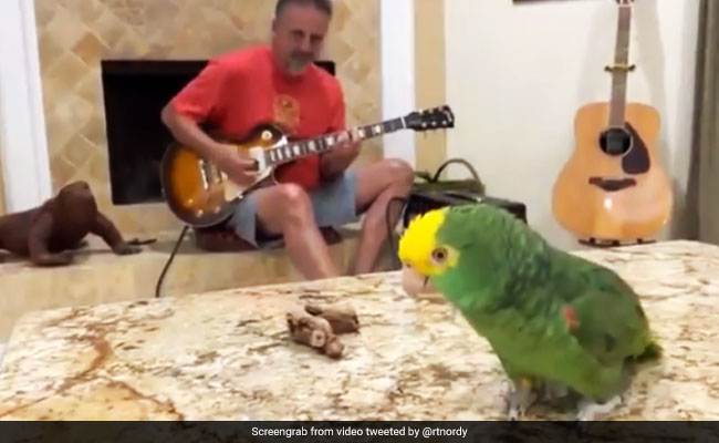 तोते ने गिटार की धुन पर सुरीले अंदाज में गाया गाना, देखकर हैरान रह गए लोग, 3 लाख बार देखा गया Video