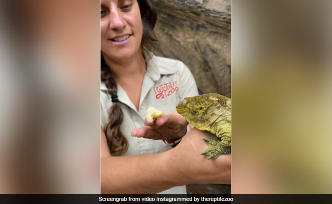 छिपकली ने मजे़ लेकर यूं खाया केला, देखकर लोग हुए हैरान, देखें Video