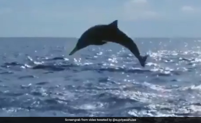World Oceans Day 2021: Watch The Acrobats Of The Ocean Flip, Twist, Jump