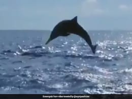 World Oceans Day 2021: Watch The Acrobats Of The Ocean Flip, Twist, Jump World Oceans Day 2021: Watch The Acrobats Of The Ocean Flip, Twist, Jump