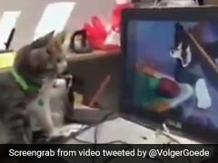 बिल्लियों ने देखा 'Tom and Jerry' कार्टून, स्क्रीन पर चूहे को देख करने लगीं कुछ ऐसा...देखें VIDEO