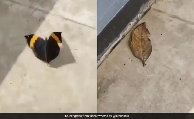 जमीन पर पड़ी पत्ती अचानक बन गई तितली, फिर हवा में लगी उड़ने, ऐसा जादू देख हैरान रह गए लोग - देखें Video