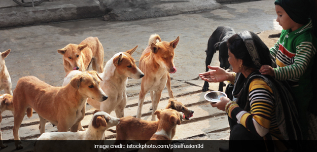Supreme Court Puts On Hold Delhi High Court Order On Feeding Stray Dogs