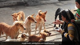 Delhi High Court Urges Policy For Institutional Rehab For Stray Dogs