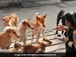 Delhi High Court Urges Policy For Institutional Rehab For Stray Dogs Delhi High Court Urges Policy For Institutional Rehab For Stray Dogs
