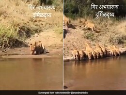 आनंद महिंद्रा ने 'शेरों के बर्ताव' का खास Video शेयर कर पूछा ये सवाल, क्या आपको पता है जवाब? आनंद महिंद्रा ने 'शेरों के बर्ताव' का खास Video शेयर कर पूछा ये सवाल, क्या आपको पता है जवाब?