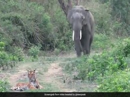 रास्ते के बीचोबीच शान से बैठा था बाघ, पीछे से आ गया हाथी, देखते ही बाघ ने लगाई दौड़ और फिर… - देखें Video रास्ते के बीचोबीच शान से बैठा था बाघ, पीछे से आ गया हाथी, देखते ही बाघ ने लगाई दौड़ और फिर… - देखें Video