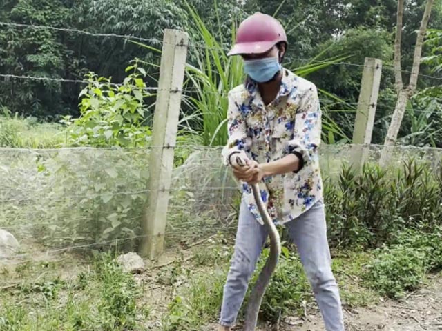 Watch: Woman Catches Huge Snake In Hair-Raising Video