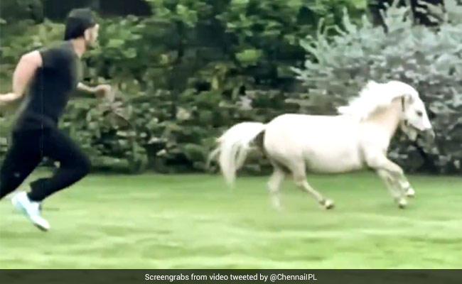 धोनी ने दिखाया सुपरहीरो वाला अंदाज, घोड़े के साथ लगा दी रेस, बीवी Sakshi बोलीं- मजबूत, तेज..'- Video