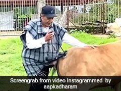 फार्म हाउस पर बछड़ों को घास चराते दिखे धर्मेंद्र, बोले- इनको नथ बांध दिया है...देखें Video