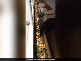 गौशाला में हुई अनोखी शादी, सिर्फ जानवरों को खिलाया गया खाना, हर्ष गोयनका बोले- ‘आशीर्वाद लेने का गजब तरीका’ - देखें Video गौशाला में हुई अनोखी शादी, सिर्फ जानवरों को खिलाया गया खाना, हर्ष गोयनका बोले- ‘आशीर्वाद लेने का गजब तरीका’ - देखें Video