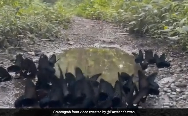 छोटी सी नदी में इस तरह खेलती दिखीं काली तितलियां, Video देख लोग बोले- ऐसा नज़ारा कभी नहीं देखा