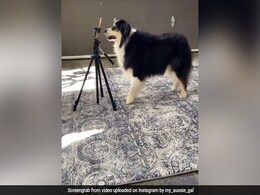 कुत्ते ने खुद बनाया अपना TikTok Video, मोबाइल सामने रखकर दिए जबरदस्त पोज, 10 लाख बार देखा गया Video कुत्ते ने खुद बनाया अपना TikTok Video, मोबाइल सामने रखकर दिए जबरदस्त पोज, 10 लाख बार देखा गया Video