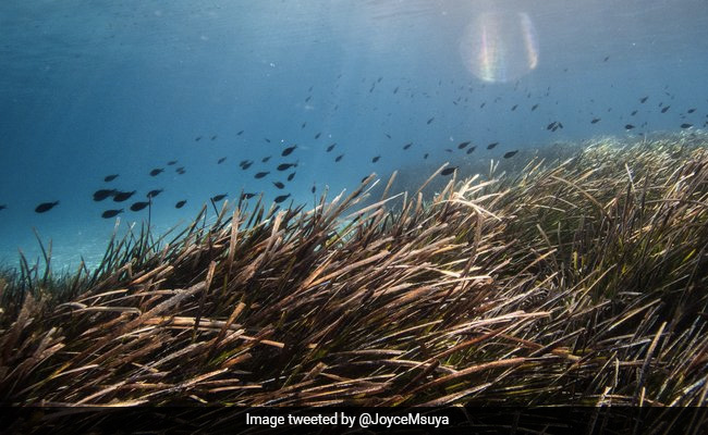 World Environment Day 2021: Restoring Ecosystems - Key Points To Know