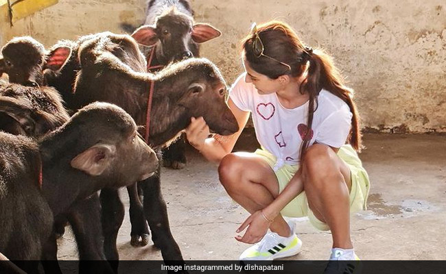Disha Patani Is A True Animal Lover. Proof? These Pics