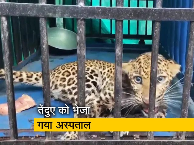 महाराष्ट्र: वन विभाग के अधिकारियों ने घायल तेंदुए को बचाया