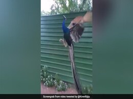 हवा में पंख फैलाकर यूं उड़ता दिखा मोर, लोग बोले- पहली बार देखा ऐसा अद्भुत नज़ारा...देखें Video हवा में पंख फैलाकर यूं उड़ता दिखा मोर, लोग बोले- पहली बार देखा ऐसा अद्भुत नज़ारा...देखें Video