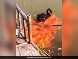 काले हंस ने की मछलियों से बनी नाव की सवारी, किनारे पर पहुंचकर चोंच में भरा दाना, फिर मछलियों को लगा खिलाने - देखें Video काले हंस ने की मछलियों से बनी नाव की सवारी, किनारे पर पहुंचकर चोंच में भरा दाना, फिर मछलियों को लगा खिलाने - देखें Video