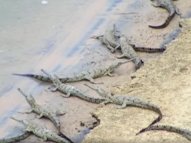 Odisha Becomes Only State To Have These Three Species of Crocodiles