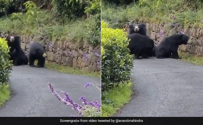 Watch: Bear Charges At Tamil Nadu Biker In Hair-Raising Video