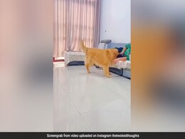 कुत्ते को पसंद नहीं आया मालिक के पास सो रहा दूसरा Doggy, तो अपने मुंह से उठाकर उसे फेंक दिया डस्टबिन में - देखें Funny Video कुत्ते को पसंद नहीं आया मालिक के पास सो रहा दूसरा Doggy, तो अपने मुंह से उठाकर उसे फेंक दिया डस्टबिन में - देखें Funny Video