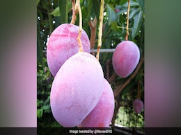 This Pune Farmer Is Growing Japanese Miyazaki Mangoes. Cost: Rs 1.5 Lakh/kg This Pune Farmer Is Growing Japanese Miyazaki Mangoes. Cost: Rs 1.5 Lakh/kg