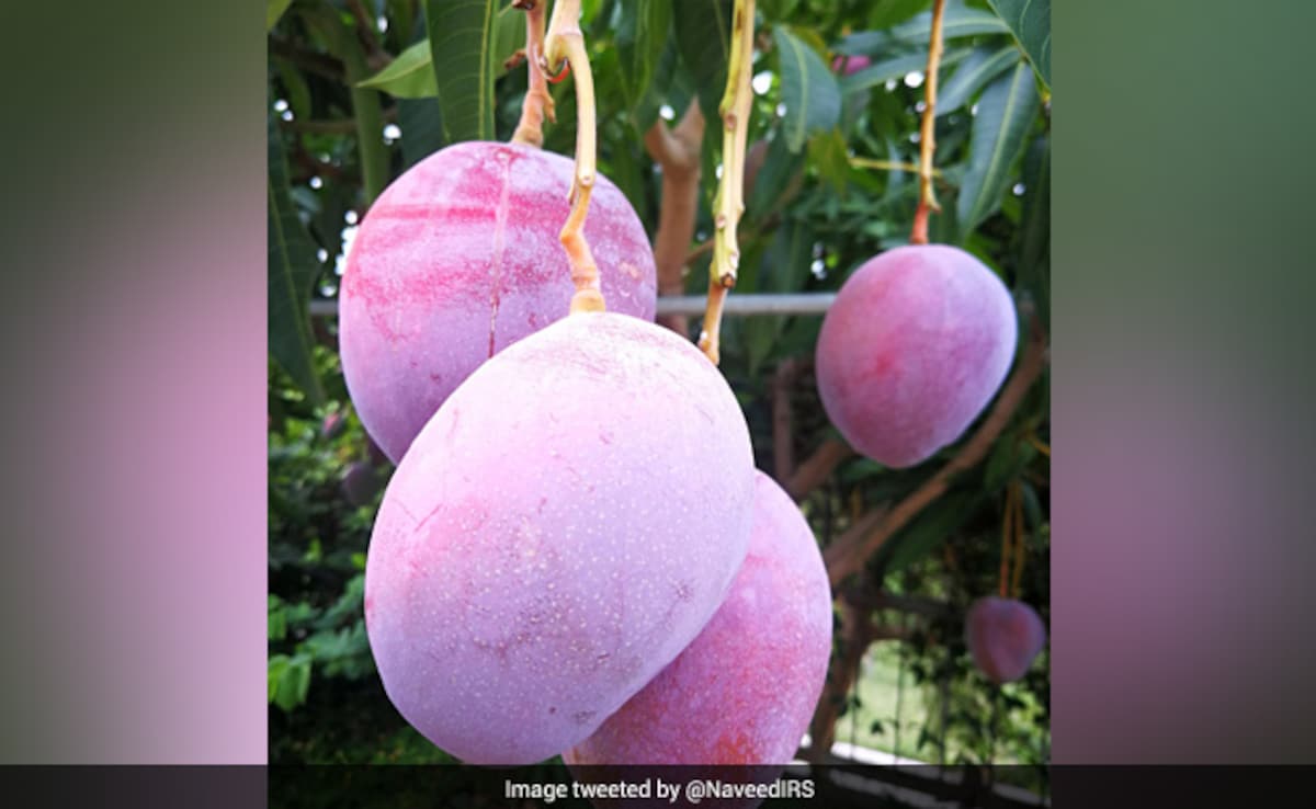 Latest and Breaking News on NDTV