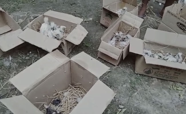 Case Against Assam Civic Official After 200 Birds Died In Tree Felling Over Covid Fears