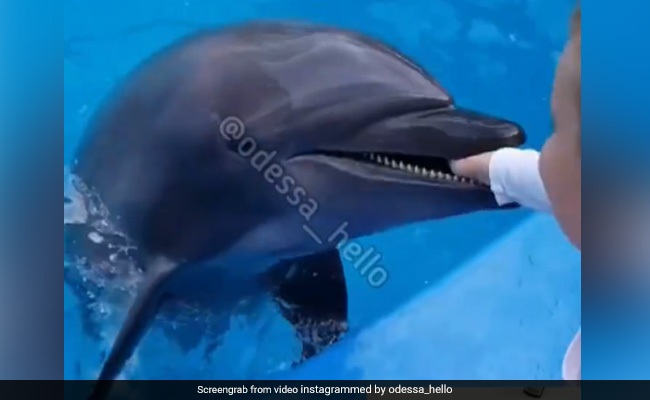 Video: Dolphin Leaps Out Of Water, Bites 6-Year-Old's Hand