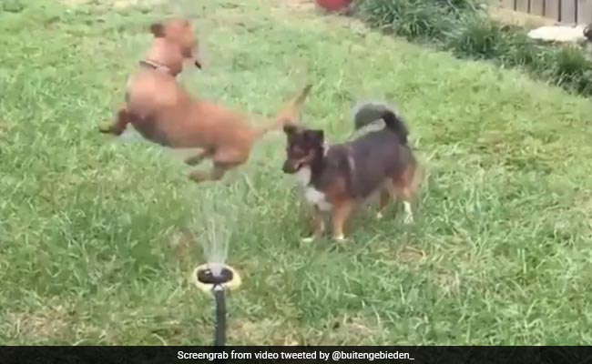 कुत्ते को लग रही थी गर्मी, तो फव्वारे से निकल रहे पानी के ऊपर लगा कूदने, हवा में उछल-उछलकर ऐसे की मस्ती - देखें Funny Video