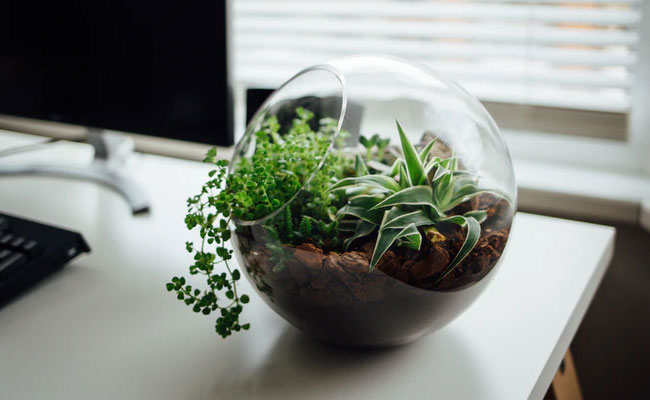 Home Decor Tips:  The Best Of Plants That You Can Add To Your Terrarium