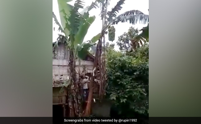 पेड़ पर चढ़कर उसे काट रहा था शख्स, टूटा पेड़ तो सामने बह रहे नाले में धड़ाम से गिरा, फिर हुआ कुछ ऐसा - देखें Funny Video