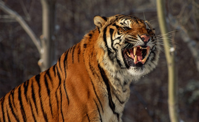 Siberian Tiger Kills Worker At South African Game Park