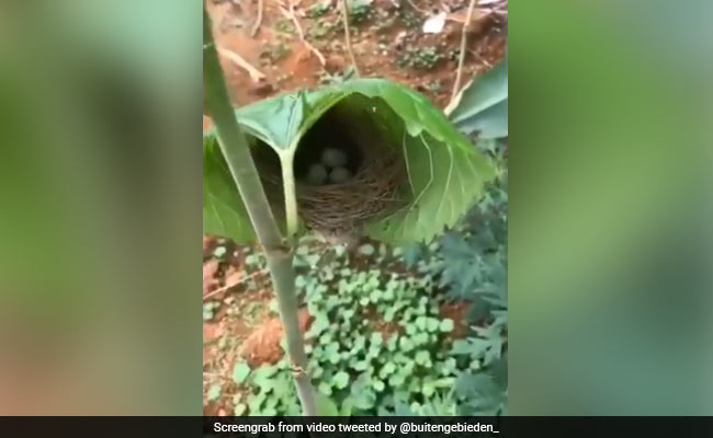 चिड़िया ने पत्ते के अंदर ही बना लिया अपना प्यारा सा घोंसला, लोगों ने कहा- ये है प्रकृति की सुंदरता - देखें Video