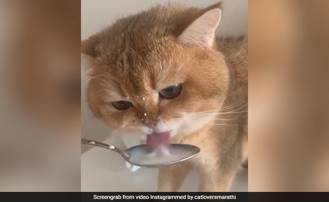 बिल्ली ने चम्मच से दूध पीते हुए निकाली ऐसी अजीबोगरीब आवाज़ें, छूट गई लोगों की हंसी, बोले-'आराम से पी, सब तेरा है', VIDEO