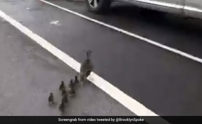 अमेरिका की आबादी वाली सड़क पर 8 बच्चों को लेकर आउटिंग के लिए निकली बत्तख, फिर जो हुआ... देखें Video