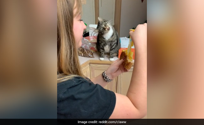 महिला को चीज़ सैंडविच खाता देख बिल्ली के मुंह में आया पानी, मन ही मन यूं लगी खाने, देखें VIDEO