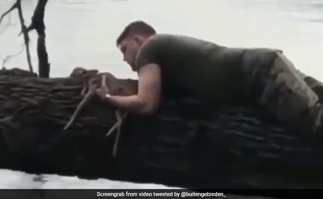 सैनिक ने बचाई झील में डूब रहे हिरण के बच्चे की जान, सोशल मीडिया पर लोगों का दिल जीत रहा ये Video