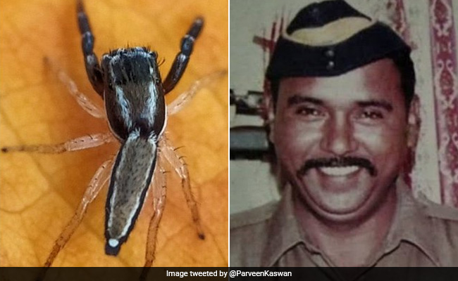 New Spider Species Named After Tukaram Omble, Hero Cop Killed In 26/11 Mumbai Attacks