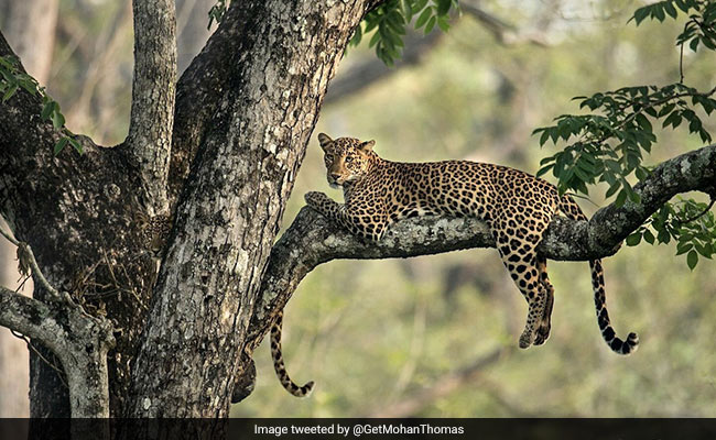 A Leopard Cub Is Hiding In This Wildlife Image. Can You Find It?