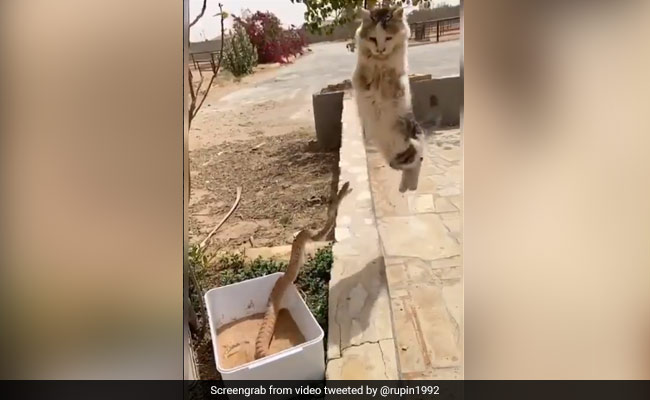 बिल्ली ले रही थी सांप के मजे, जैसे ही किया Attack, तो डरकर बिल्ली ने किया कुछ ऐसा - देखें पूरा Video