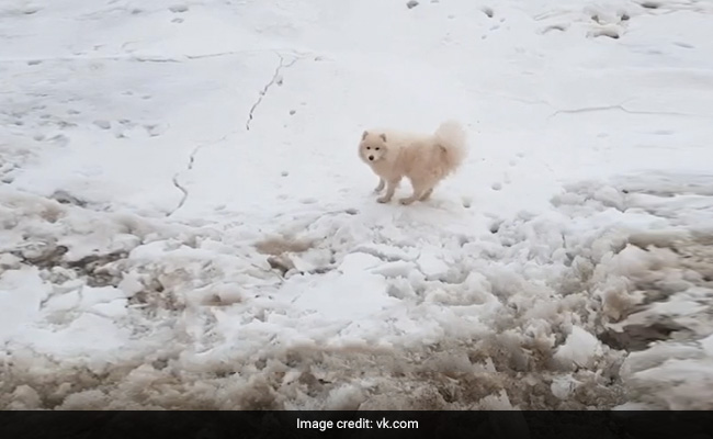 Lost Dog, Stranded On Arctic Ice, Rescued By Russian Sailors