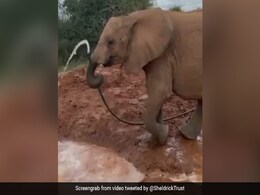 हाथी ने पानी पीने के लिए किया गजब जुगाड़, सूंड से उठाया पाइप और मुंह में लगाकर ऐसे पीने लगा पानी - देखें Video हाथी ने पानी पीने के लिए किया गजब जुगाड़, सूंड से उठाया पाइप और मुंह में लगाकर ऐसे पीने लगा पानी - देखें Video