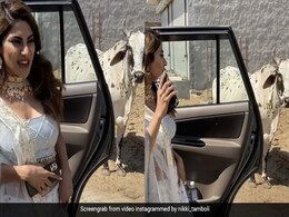 'खतरों के खिलाड़ी' में गईं निक्की तंबोली की गाय को देखकर हालत हुई खराब, फैंस बोले- ड्रामा क्वीन...Video 'खतरों के खिलाड़ी' में गईं निक्की तंबोली की गाय को देखकर हालत हुई खराब, फैंस बोले- ड्रामा क्वीन...Video