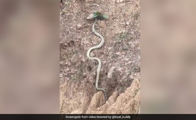 Watch: King Cobra Sighted In Himachal Pradesh For The First Time