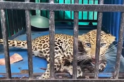 Maharashtra Forest Officials Rescue Injured Leopard Maharashtra Forest Officials Rescue Injured Leopard