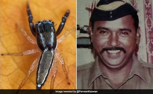 मुंबई: 26/11 हमले के हीरो को खास सम्मान, तुकाराम ओंबले के नाम पर रखा गया मकड़ी की नई प्रजाति का नाम