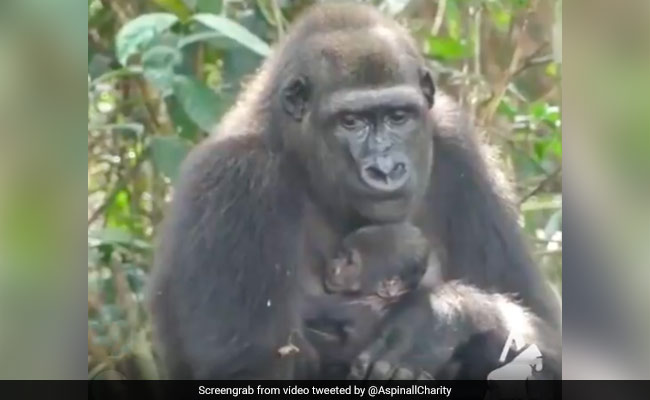 In A First, Captive-Bred Gorillas Give Birth In The Wild