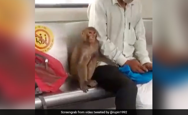 बंदर ने किया दिल्ली मेट्रो का सफर, सीट पर बैठकर लिया बाहर के नजारों का लुत्फ, लोग बोले- "मेट्रो में चिड़िया घर"